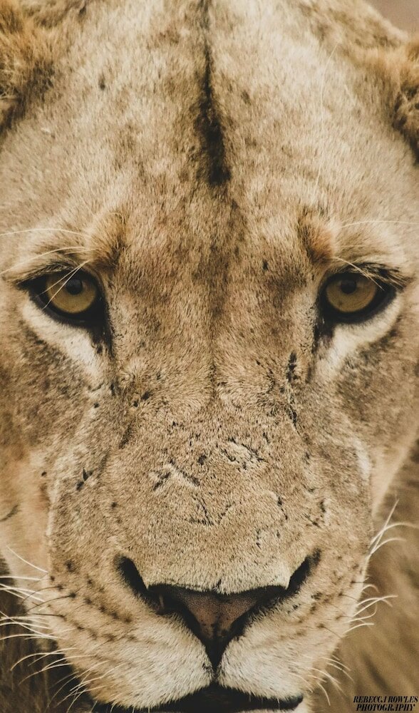 Фото Baobab Ridge Private Lodge