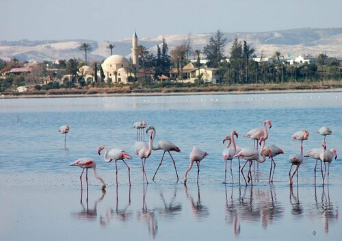 Гостиница Flamingo Beach Hotel в Ларнаке