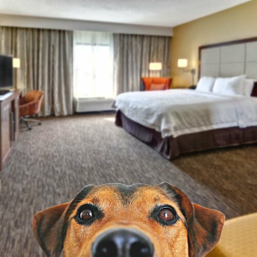 Гостиница Hampton Inn by Hilton Concord/Kannapolis в Конкорде