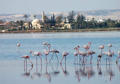 Гостиница Liv Mackenzie Beach Suites в Ларнаке