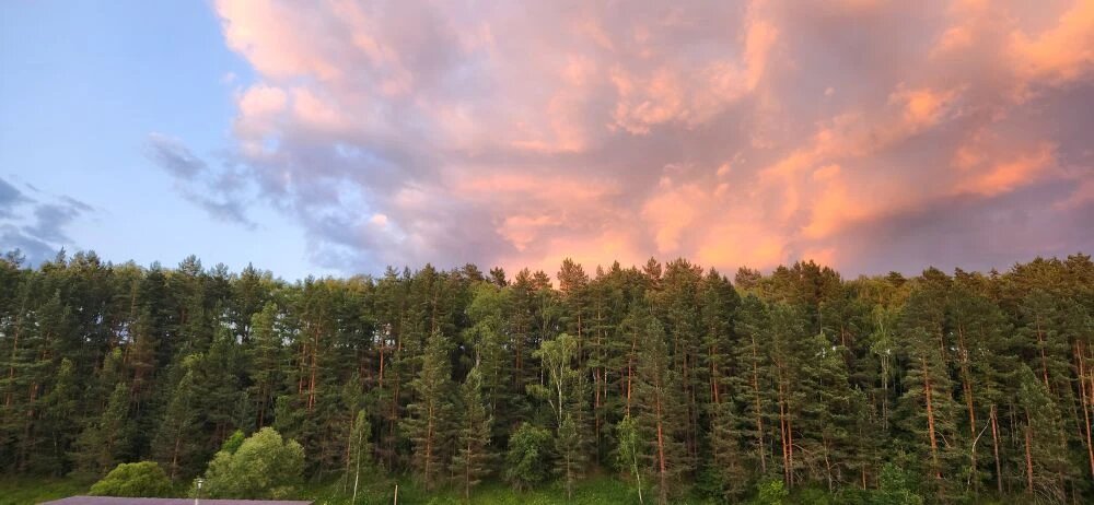 Фото Лисица