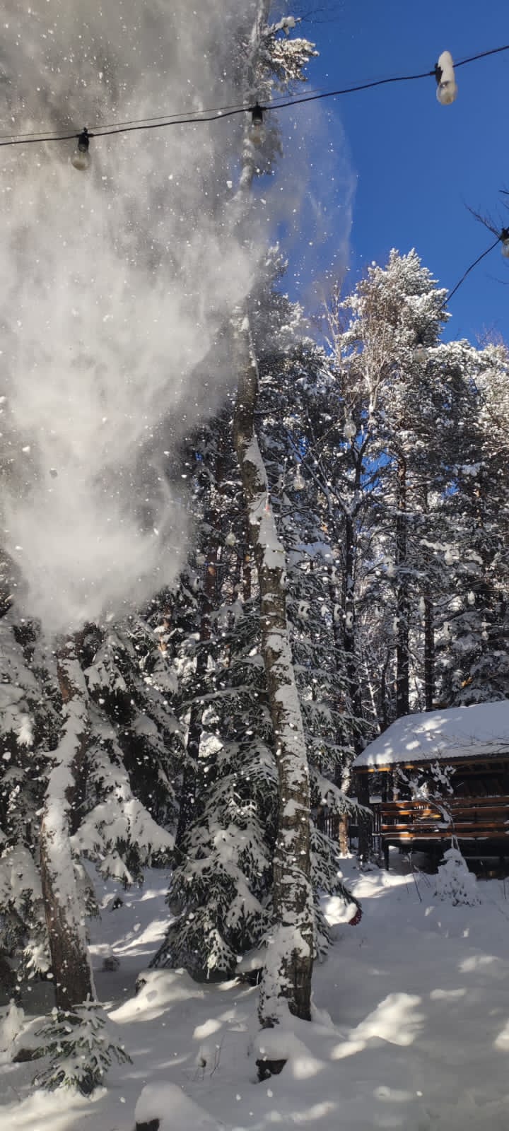 Фото Дух леса