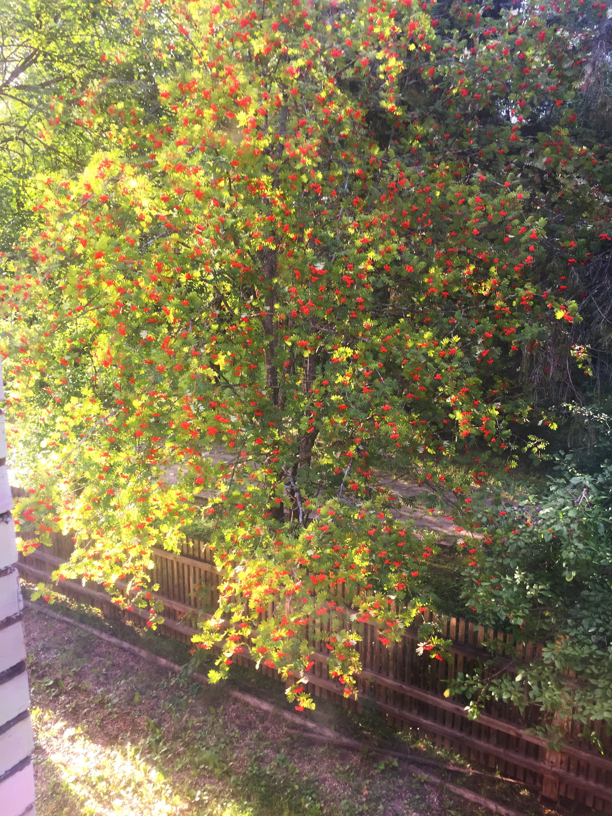 Фото Каморка с Лежанкой у окна