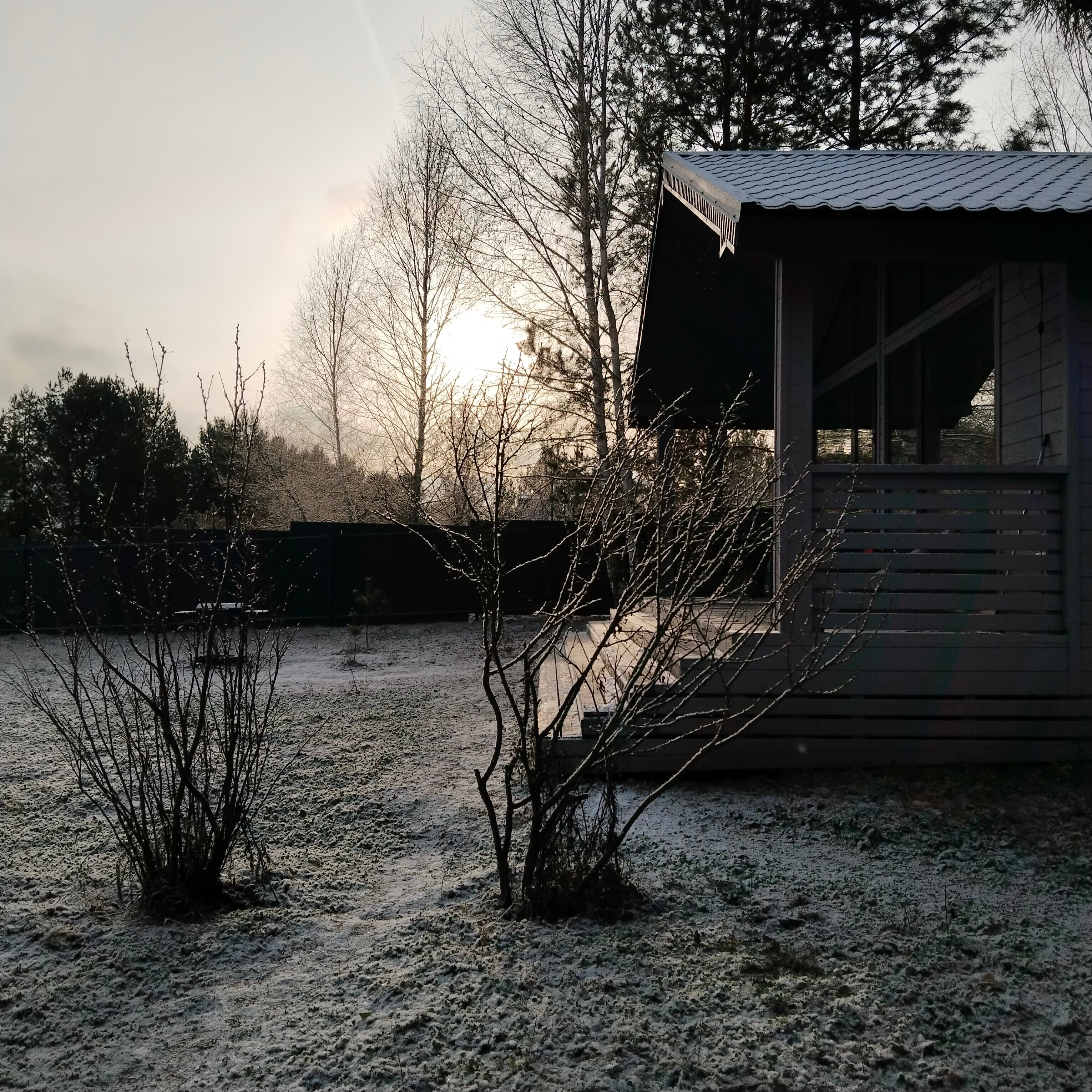 Фото Сосны. Тут