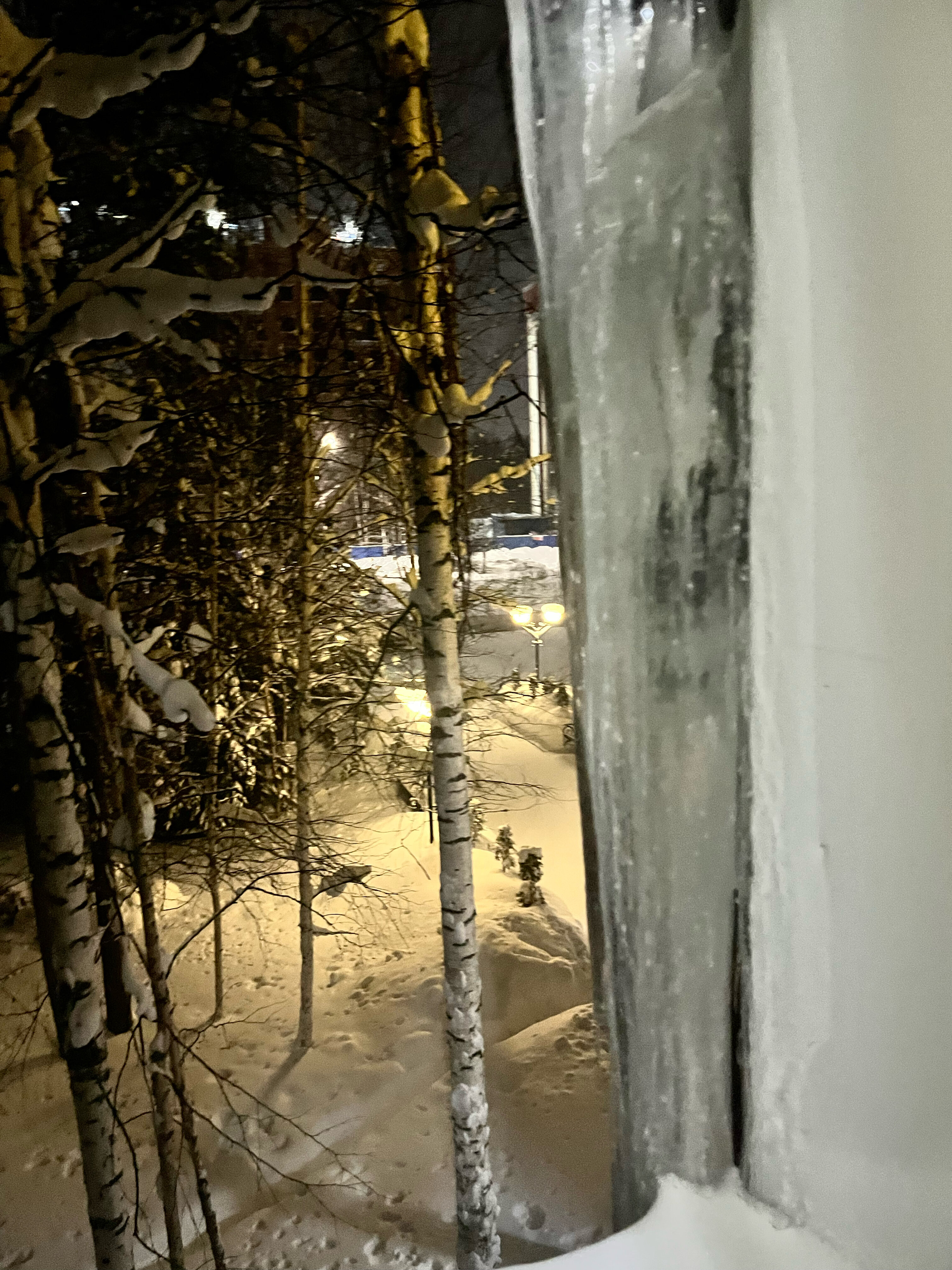 Фото Кедр
