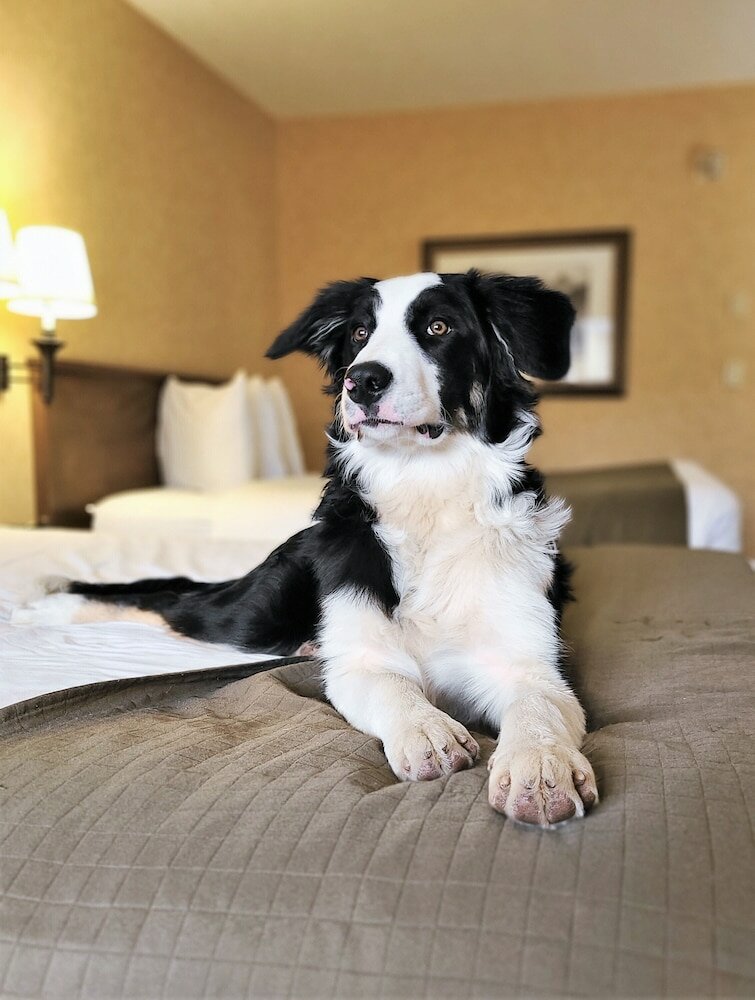 Фото Canmore Inn & Suites
