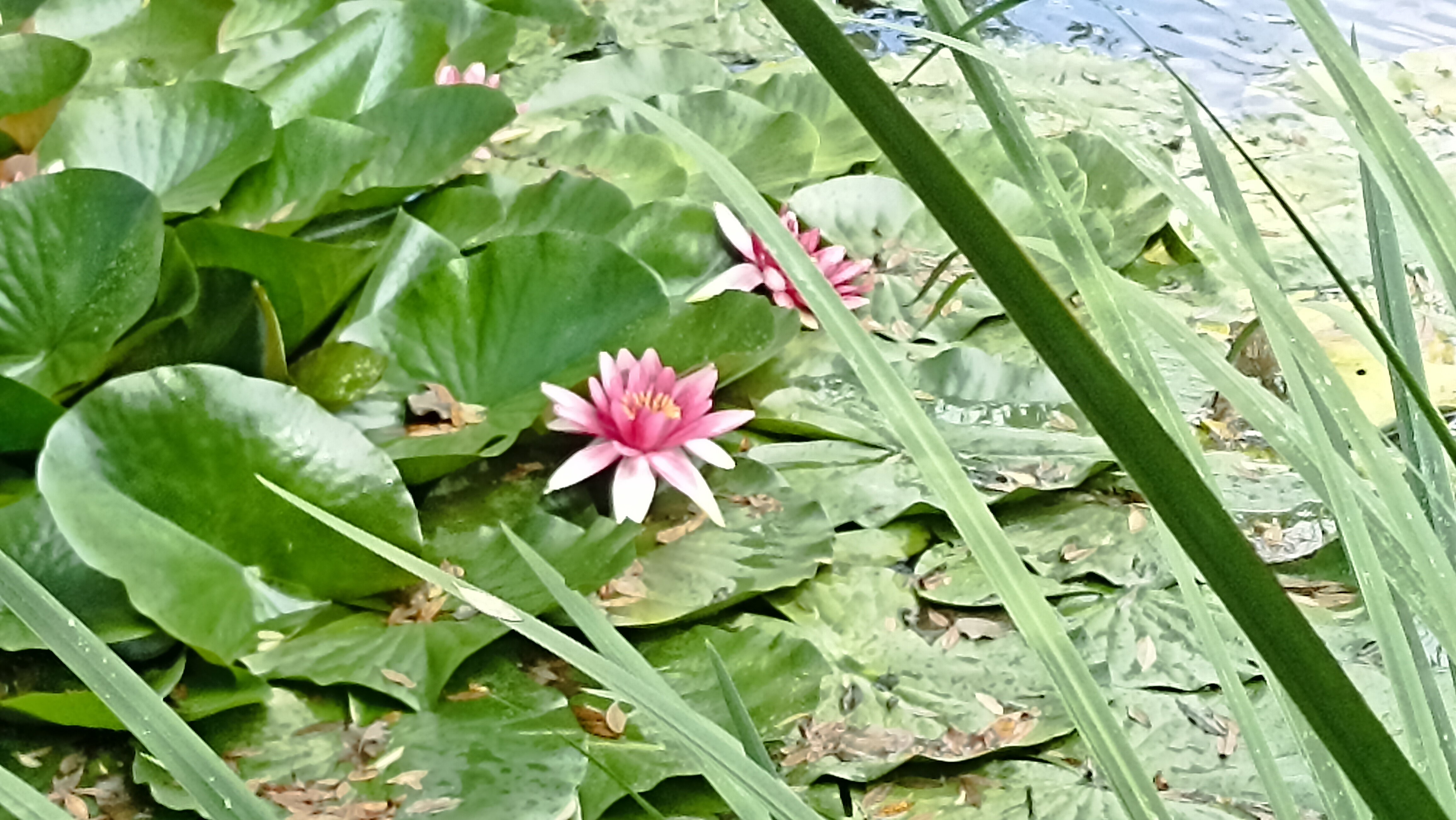 Фото Большая Лаба