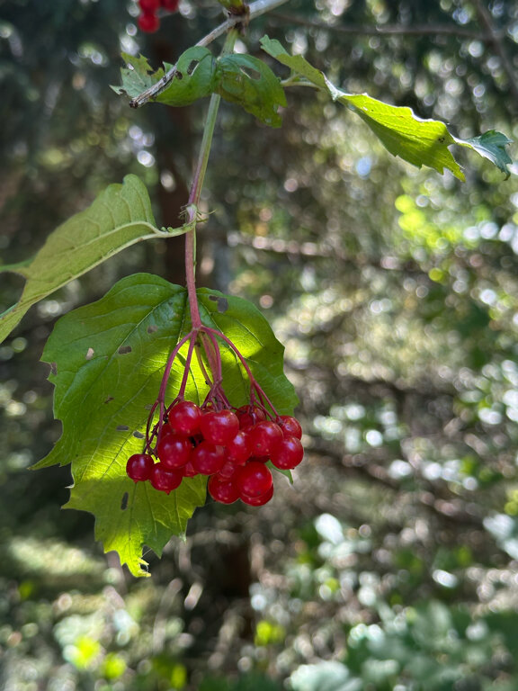 Фото Лада hotel