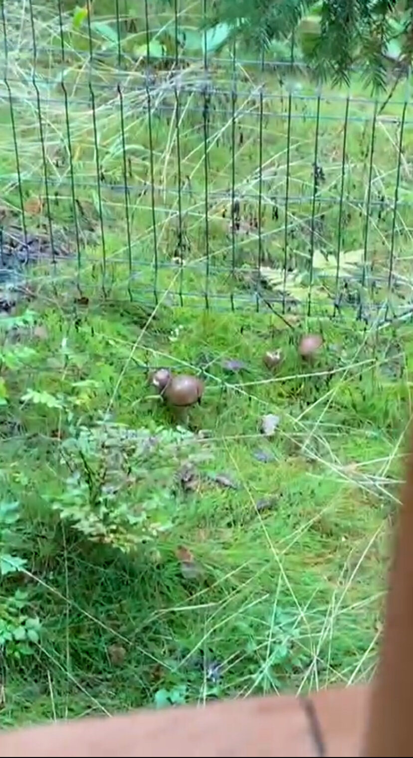 Фото Домик в Лисичках