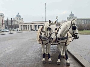 Гостиница Hotel Mercure Wien City