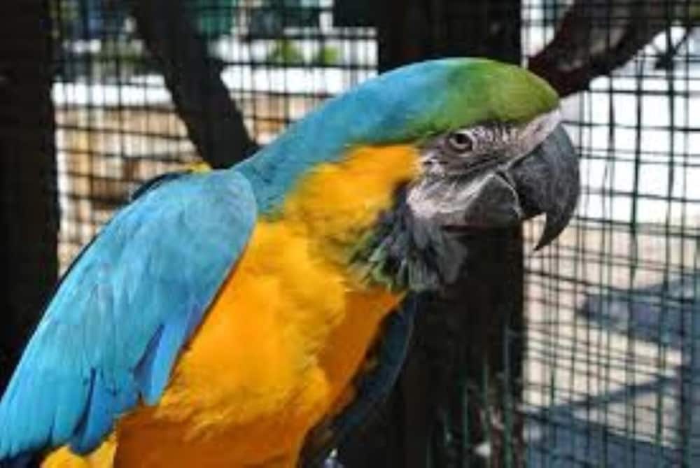 Фото Centre Algarve