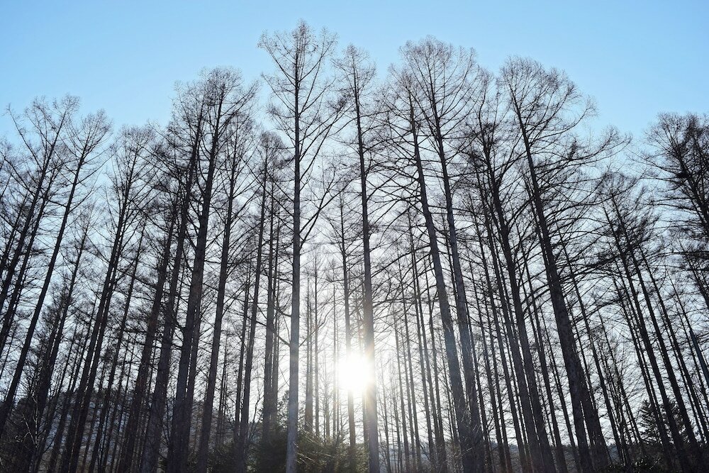 Фото Highland Furano
