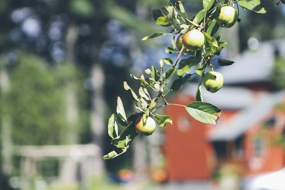 Фото The Old Saco Inn