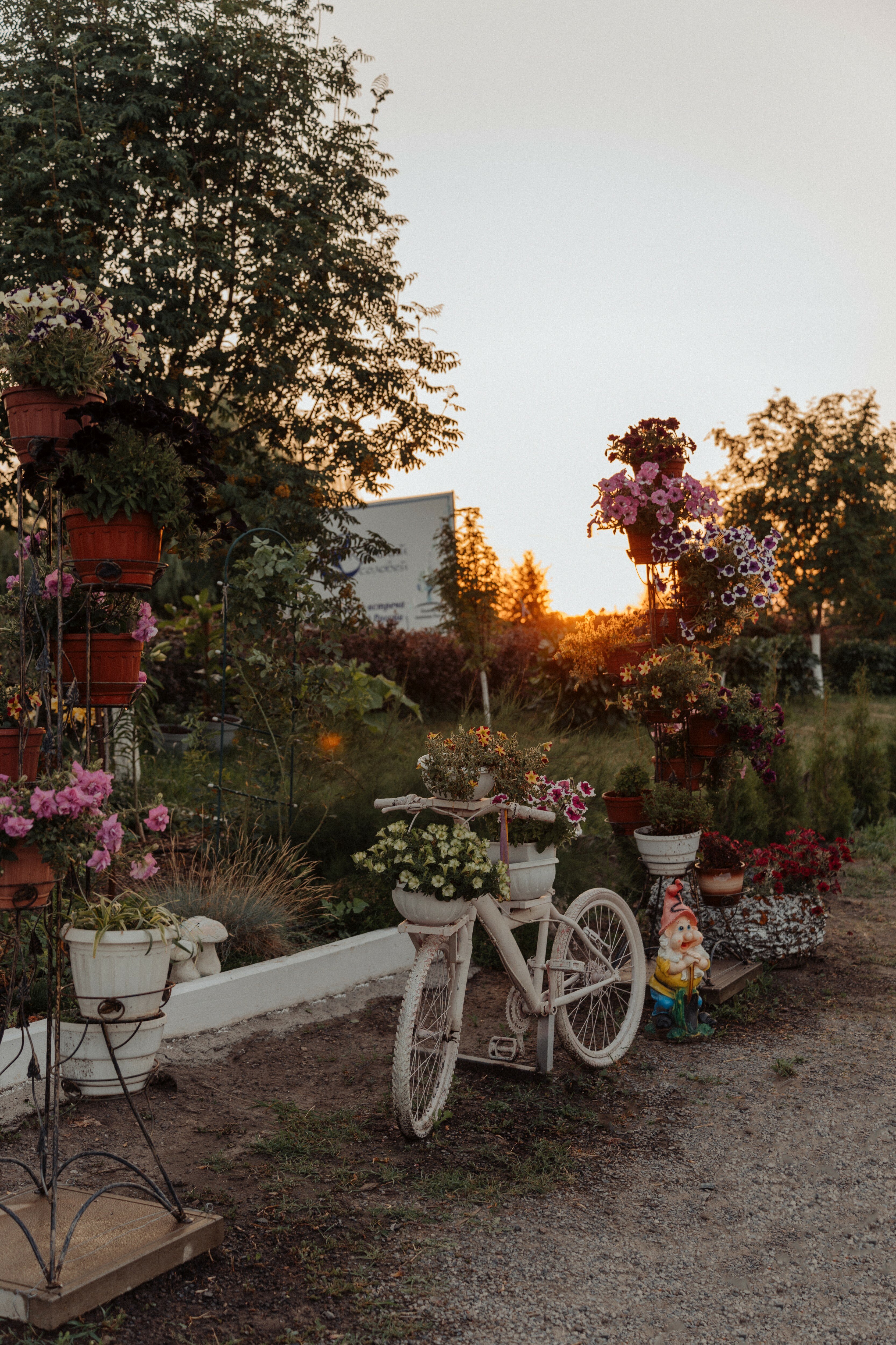 Фото Курский соловей