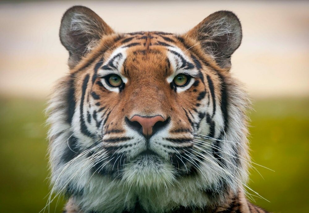 Фото Holiday Inn Express & Suites Michigan City, an Ihg Hotel