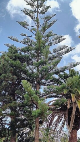 Гостиница La Casona de Arona в Ароне