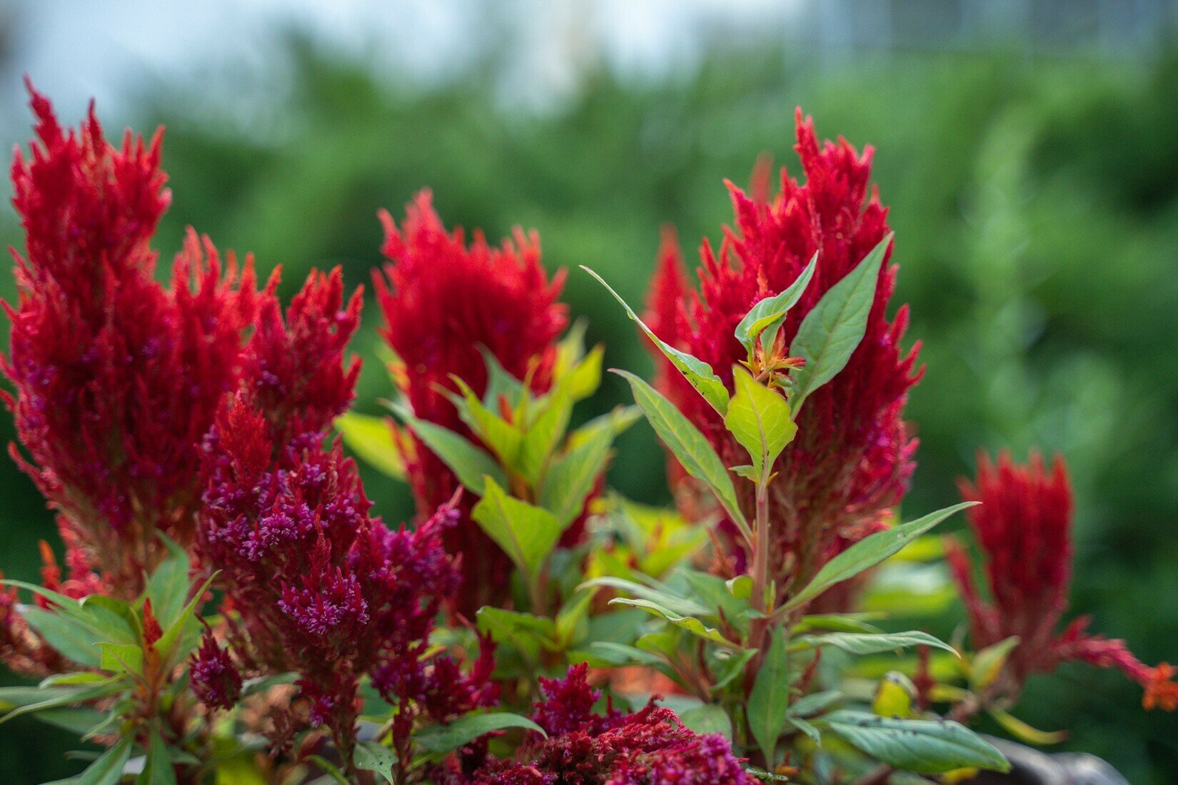 Фото Аристократ