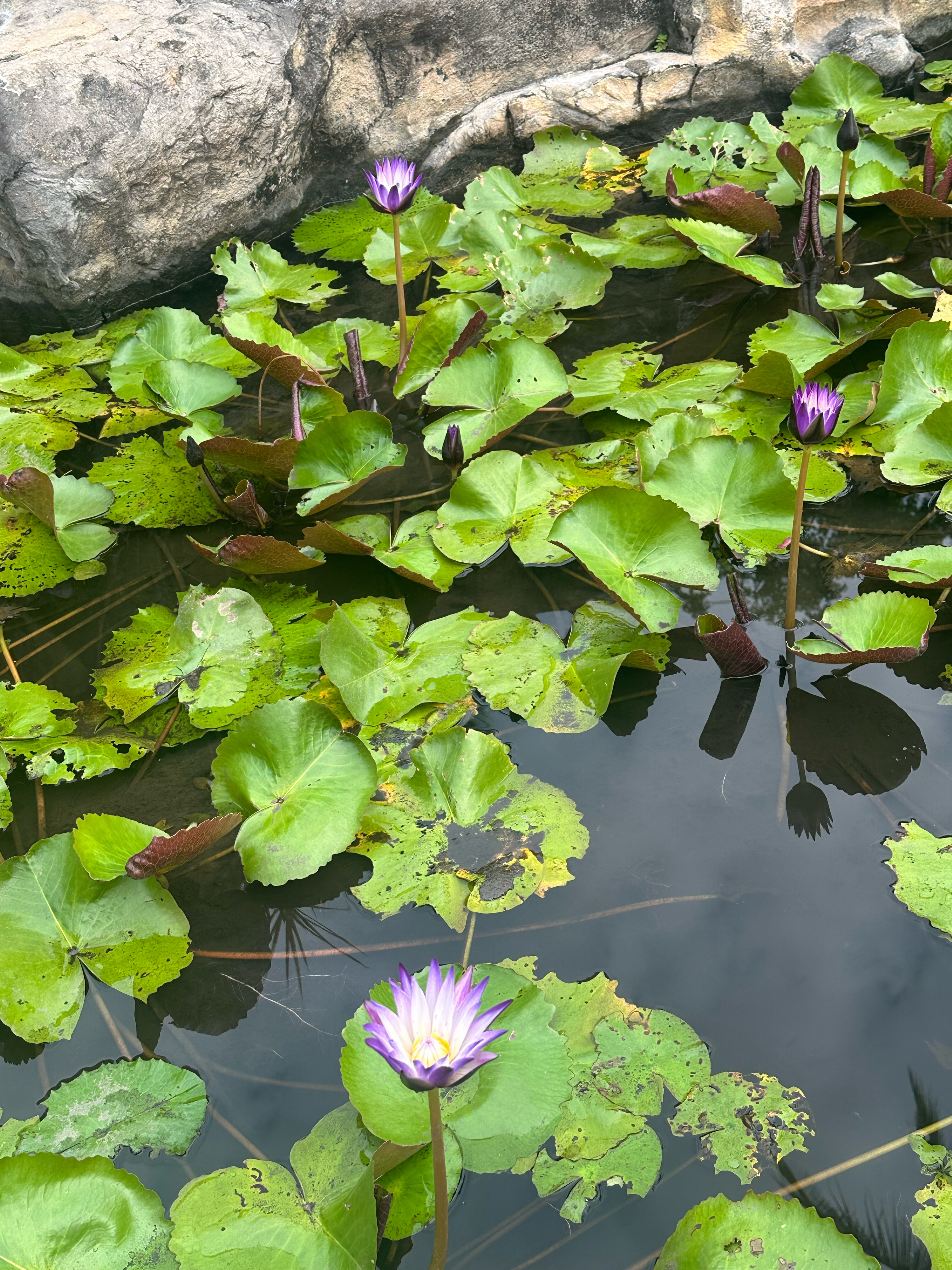 Фото Anantara Mui Ne Resort