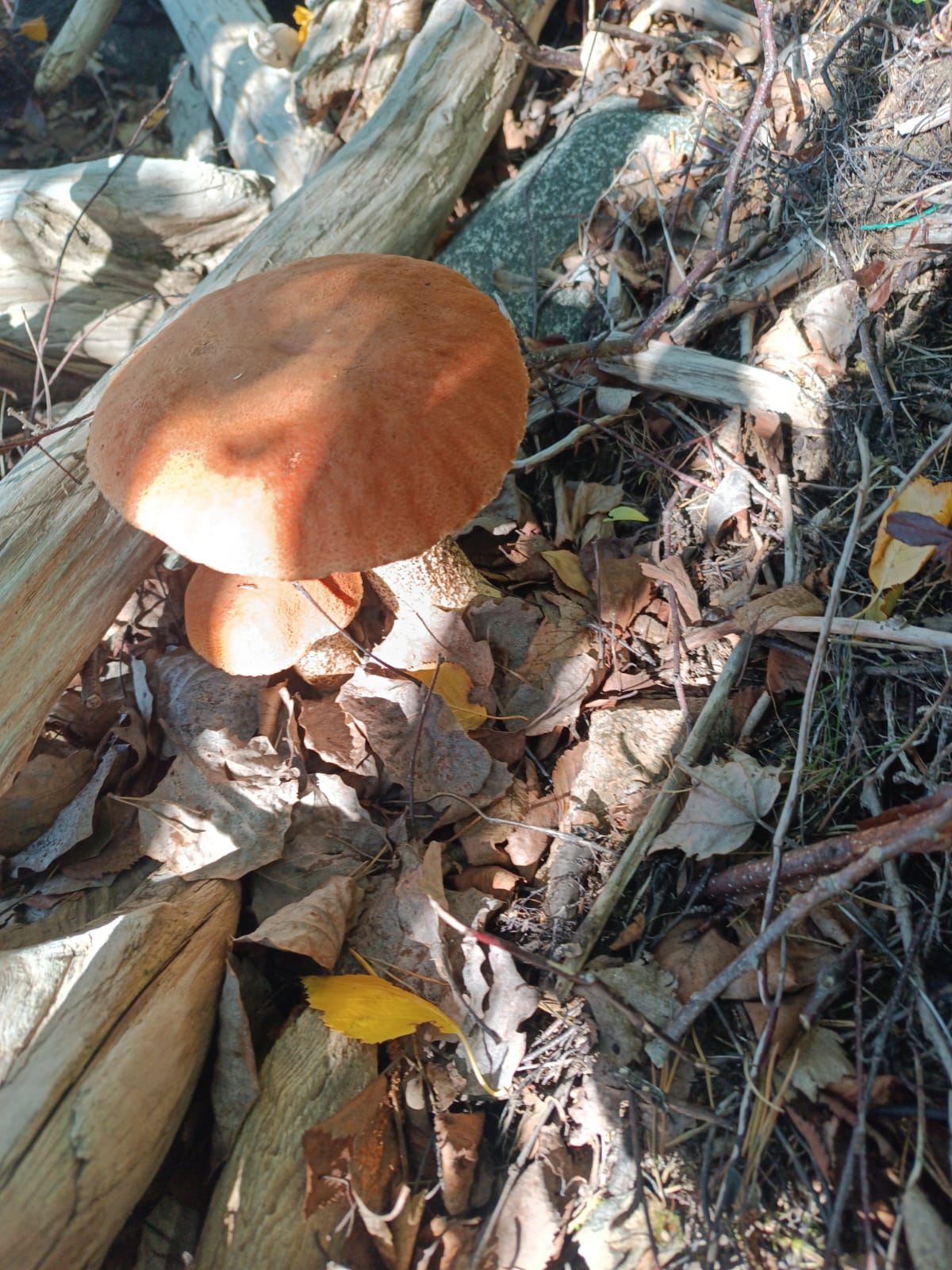 Фото Карху Сегозеро