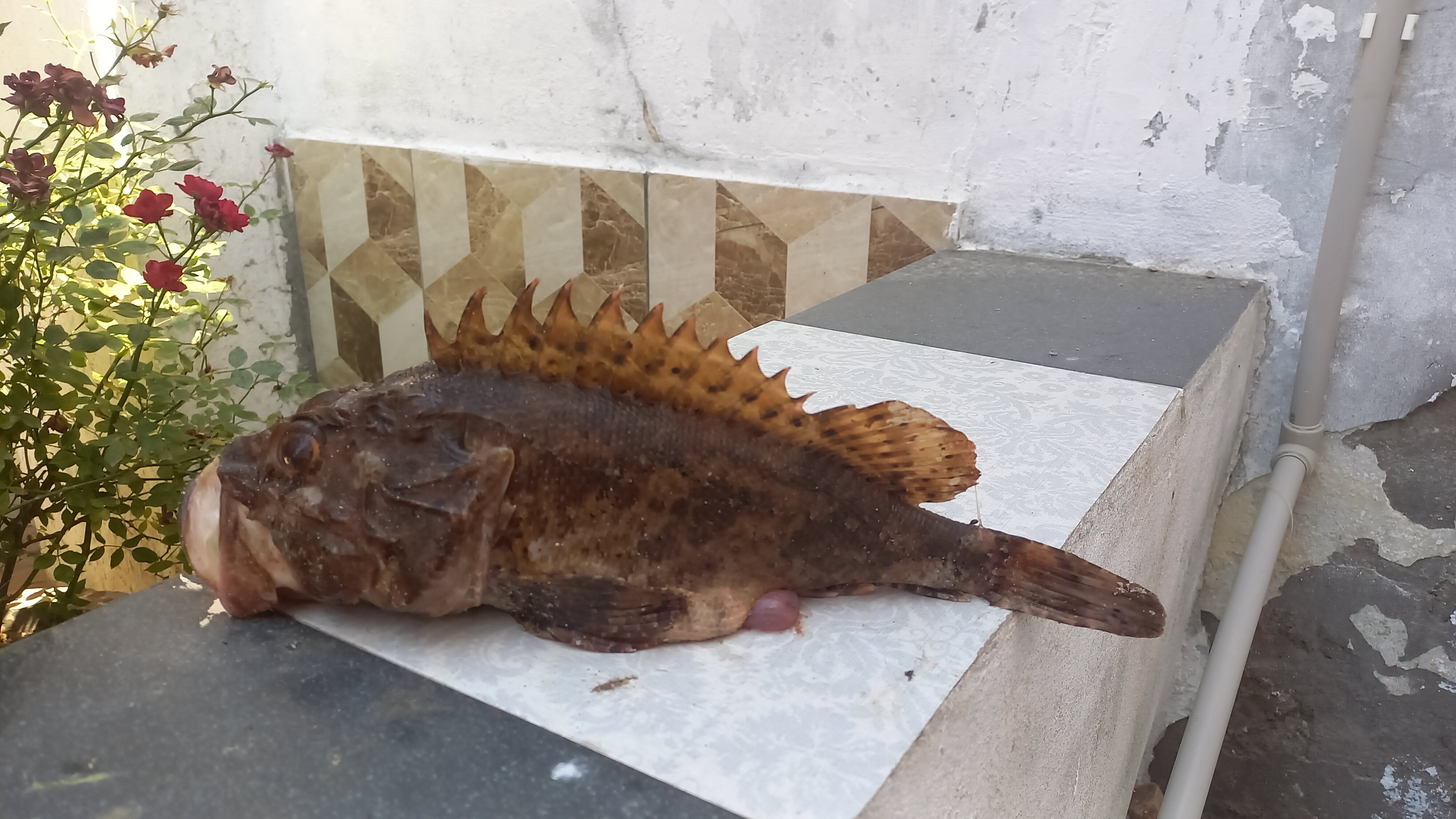 Фото Летний домик Юг