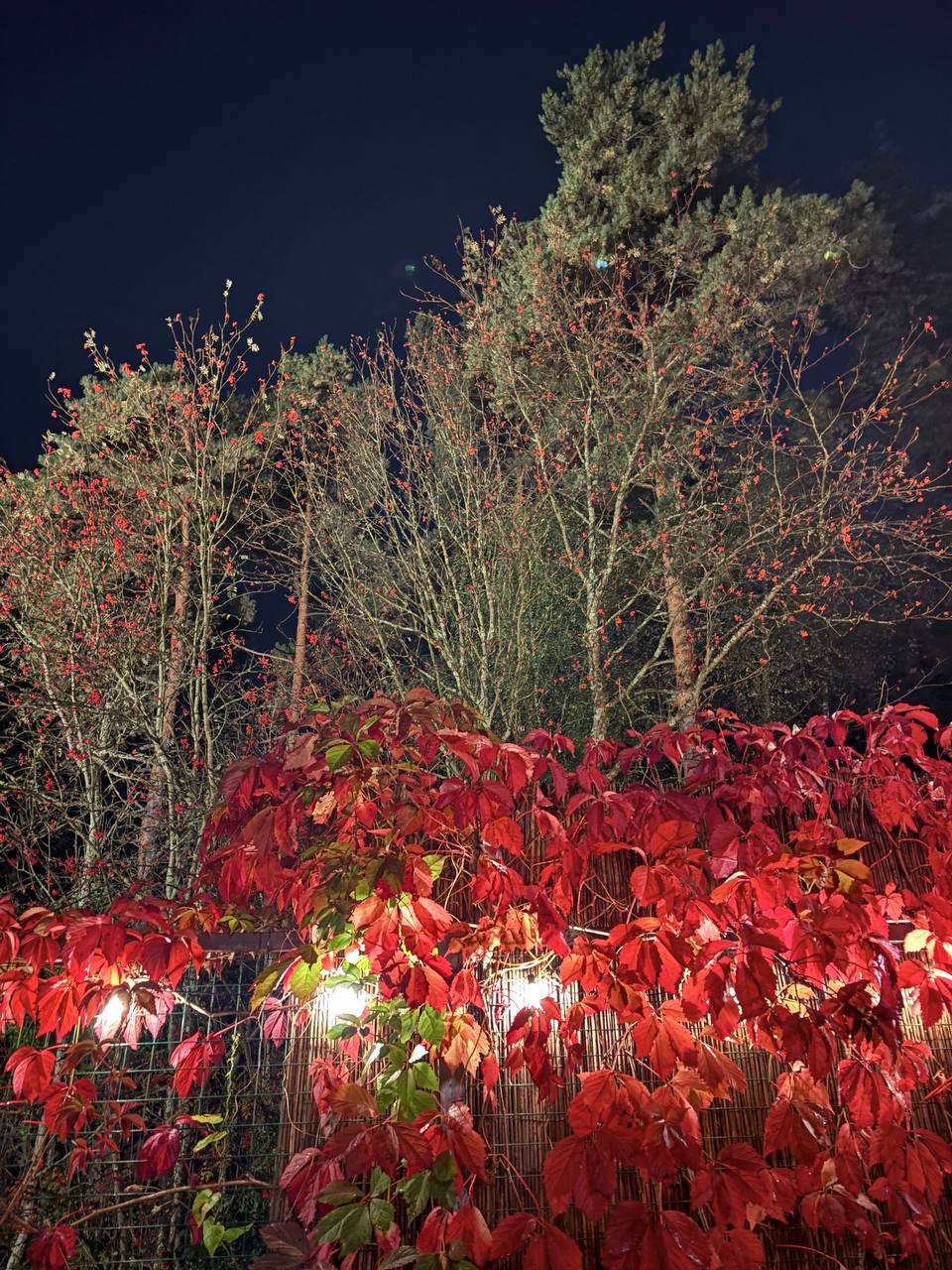 Фото А в лесу