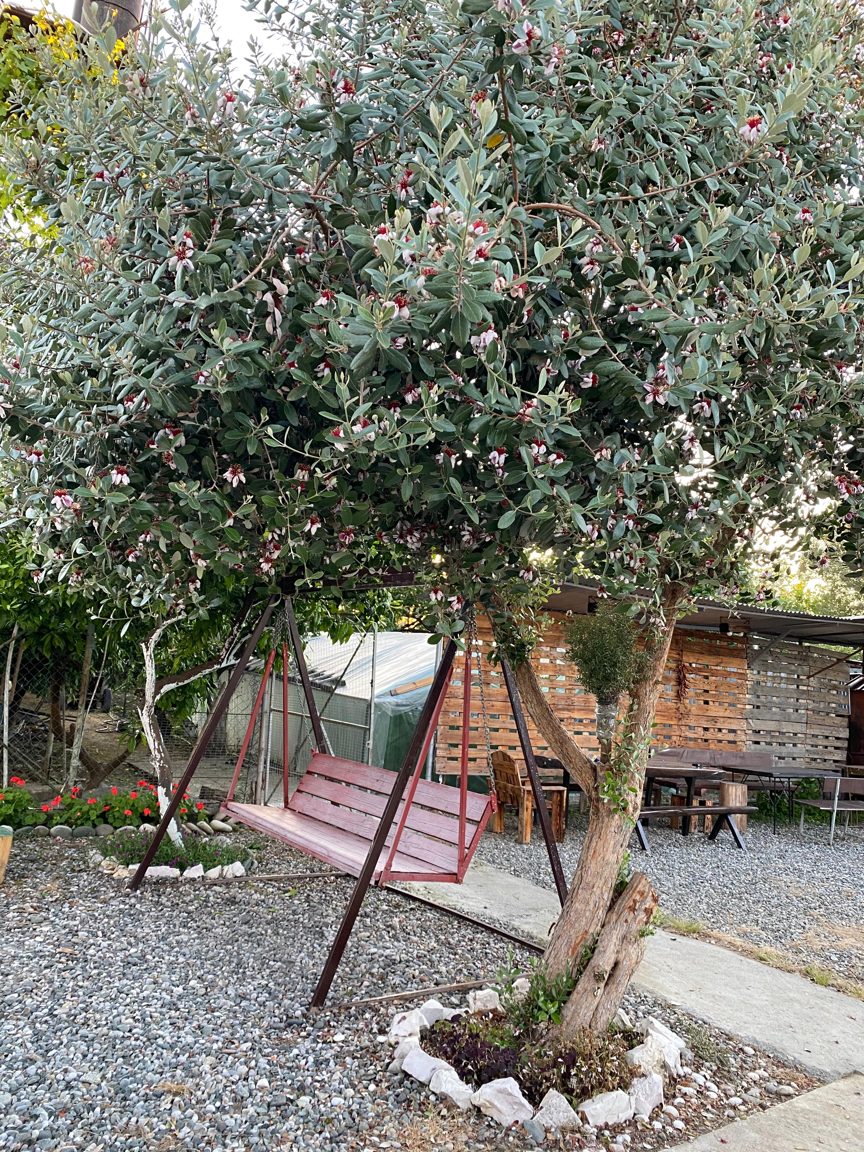 Фото у Норика и Сусанны