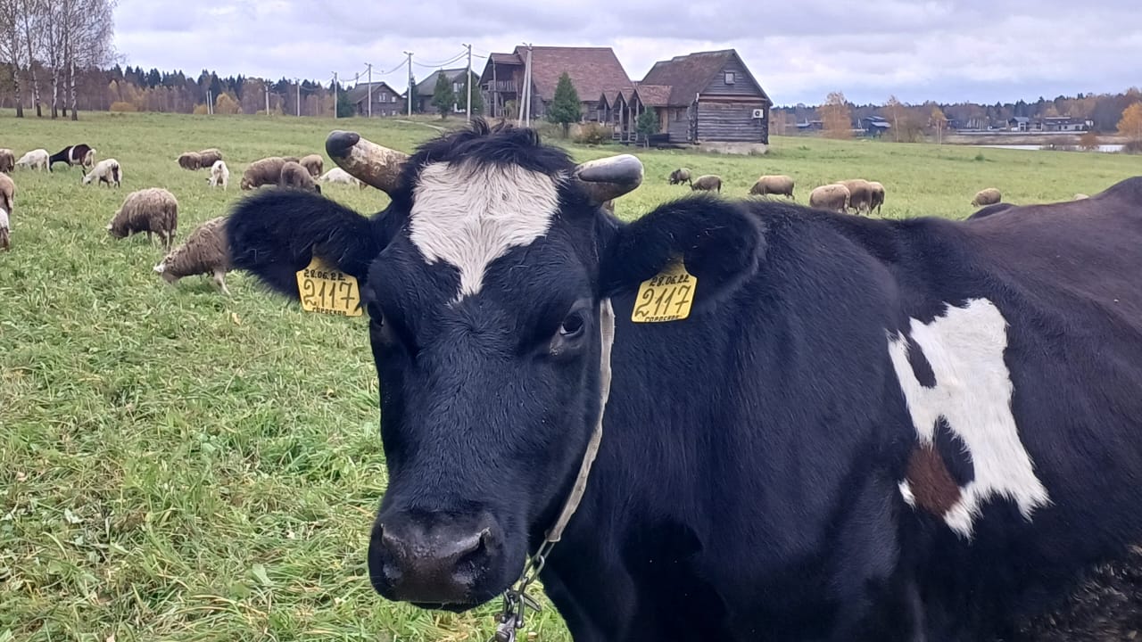 Фото Ваньково