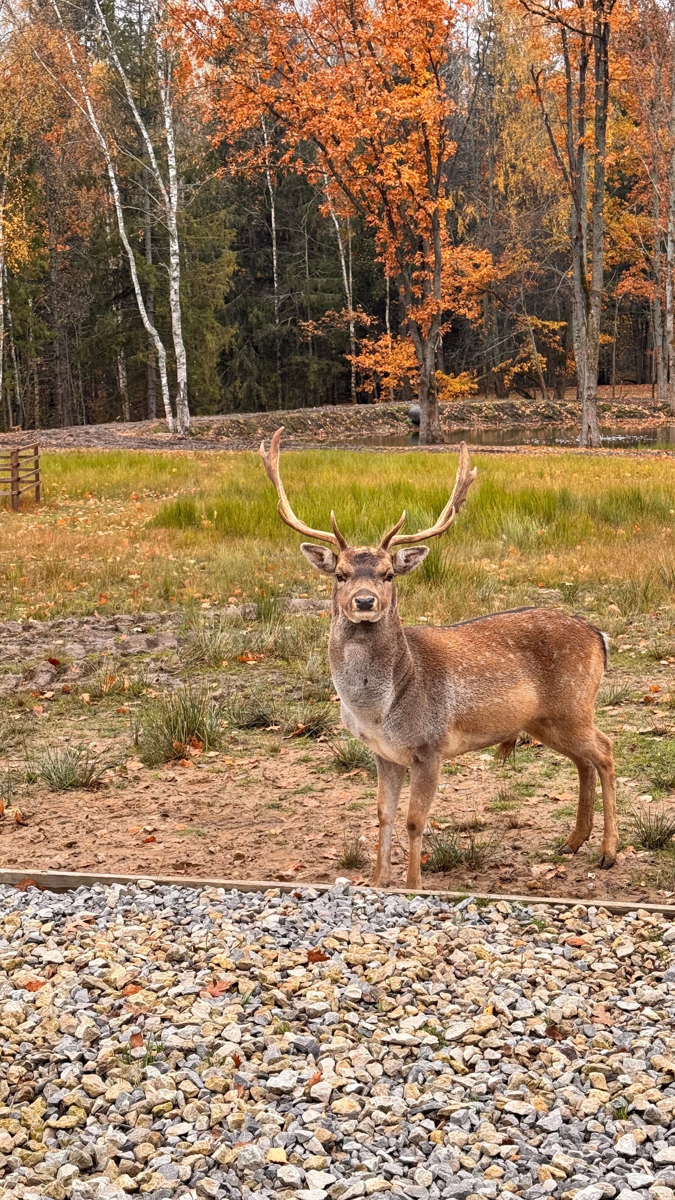 Фото Дом Лани