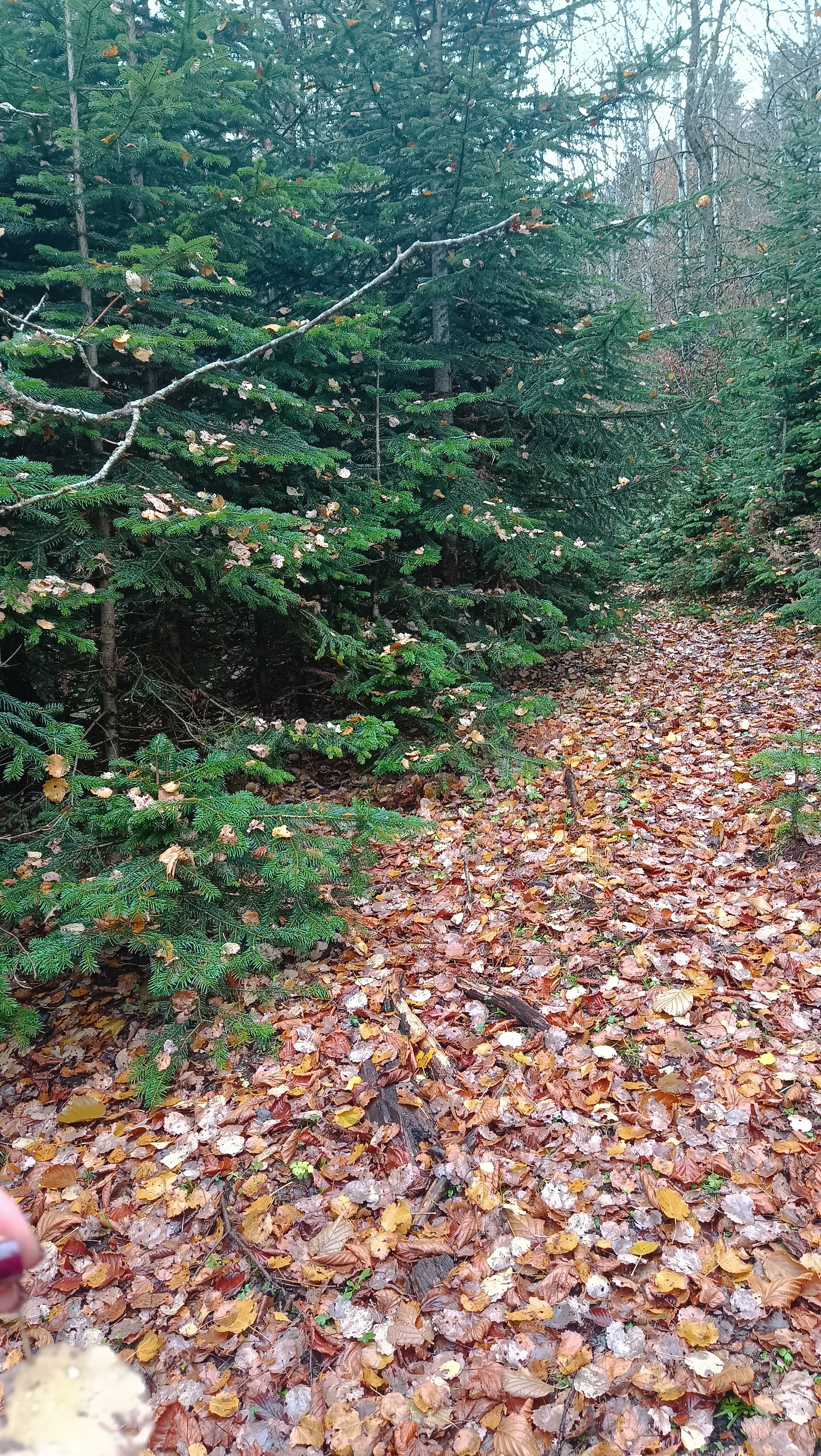 Фото Gusar House