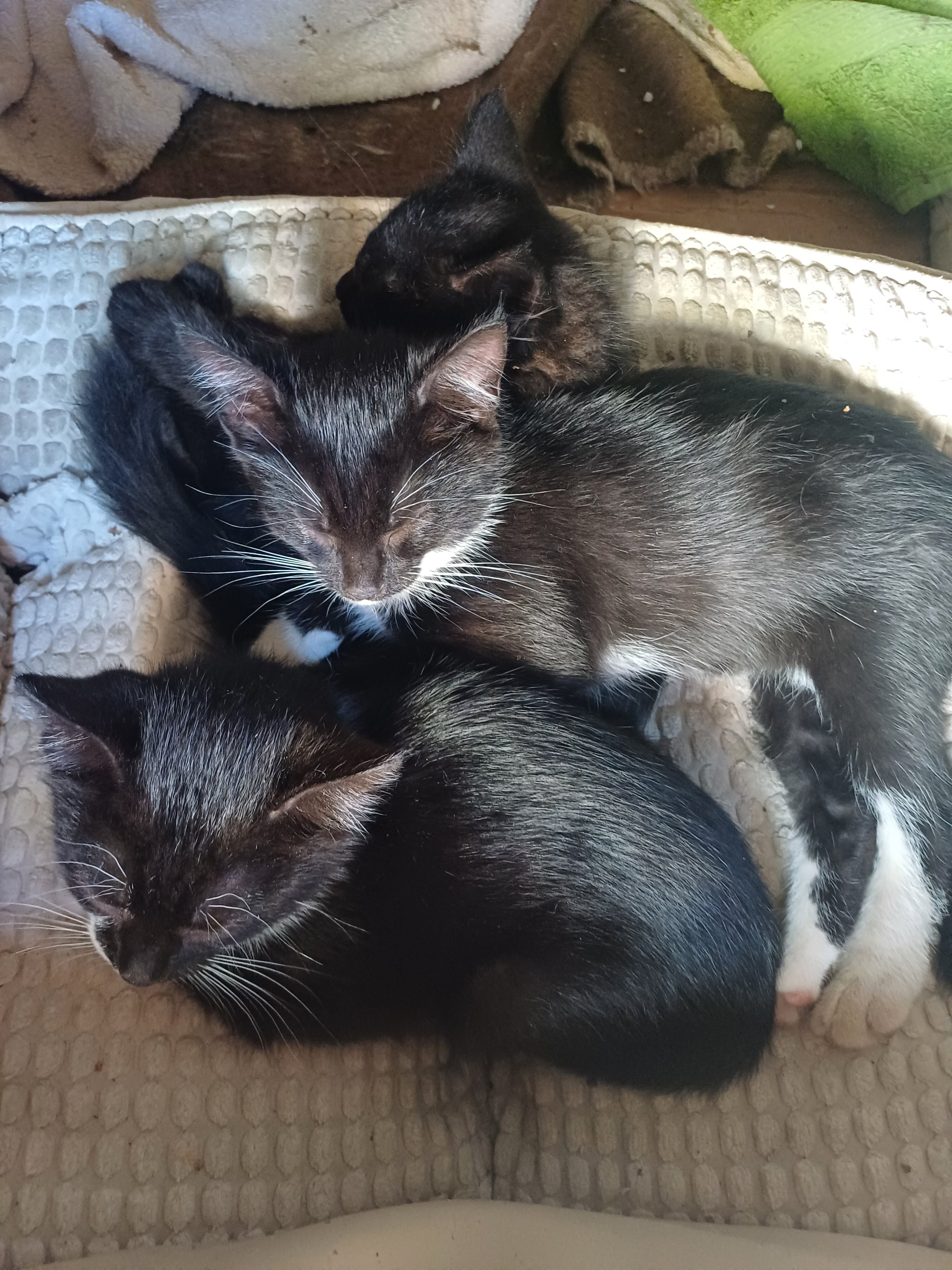 Фото Диадема Шереметьево