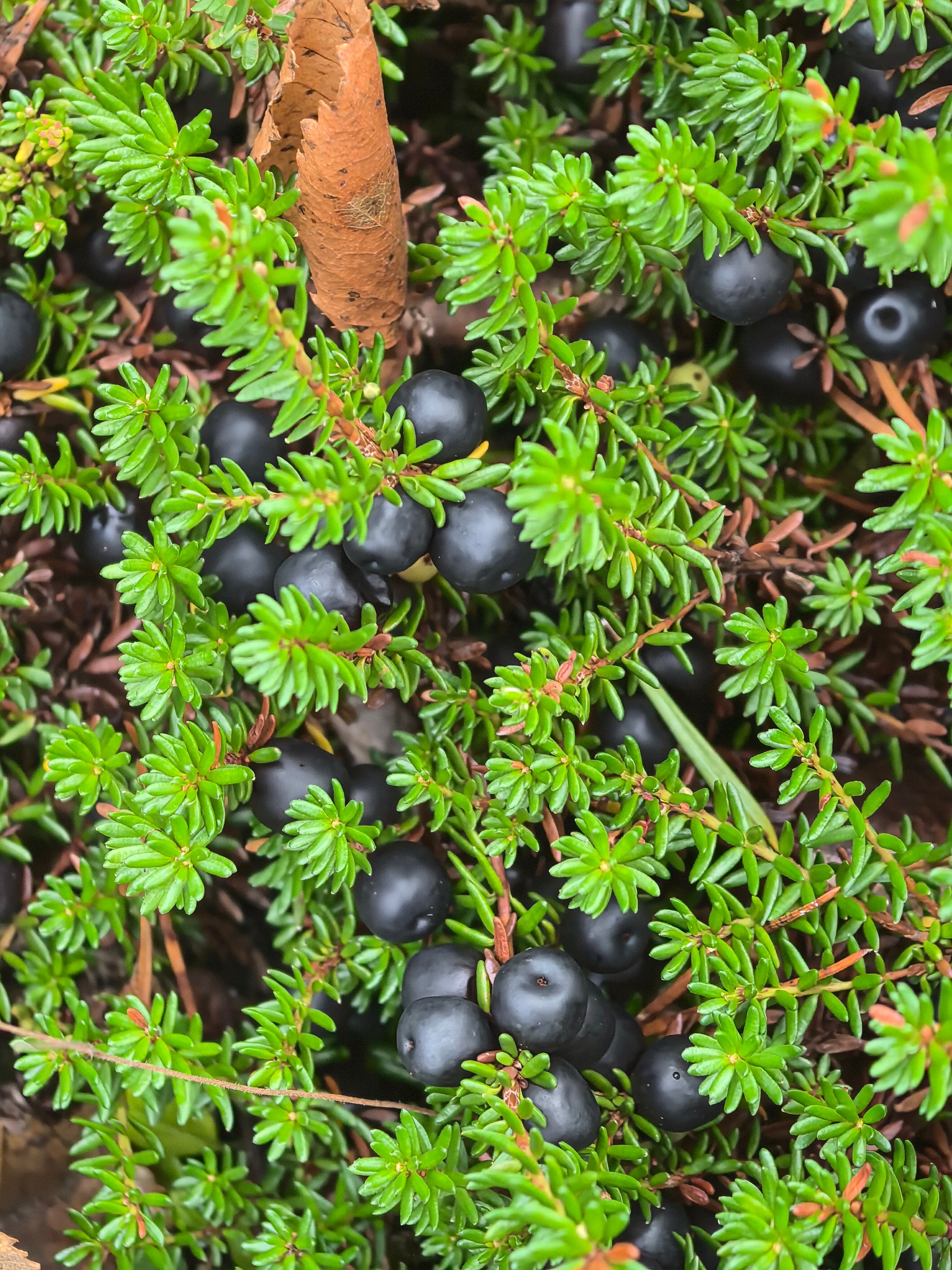 Фото Полярный круг