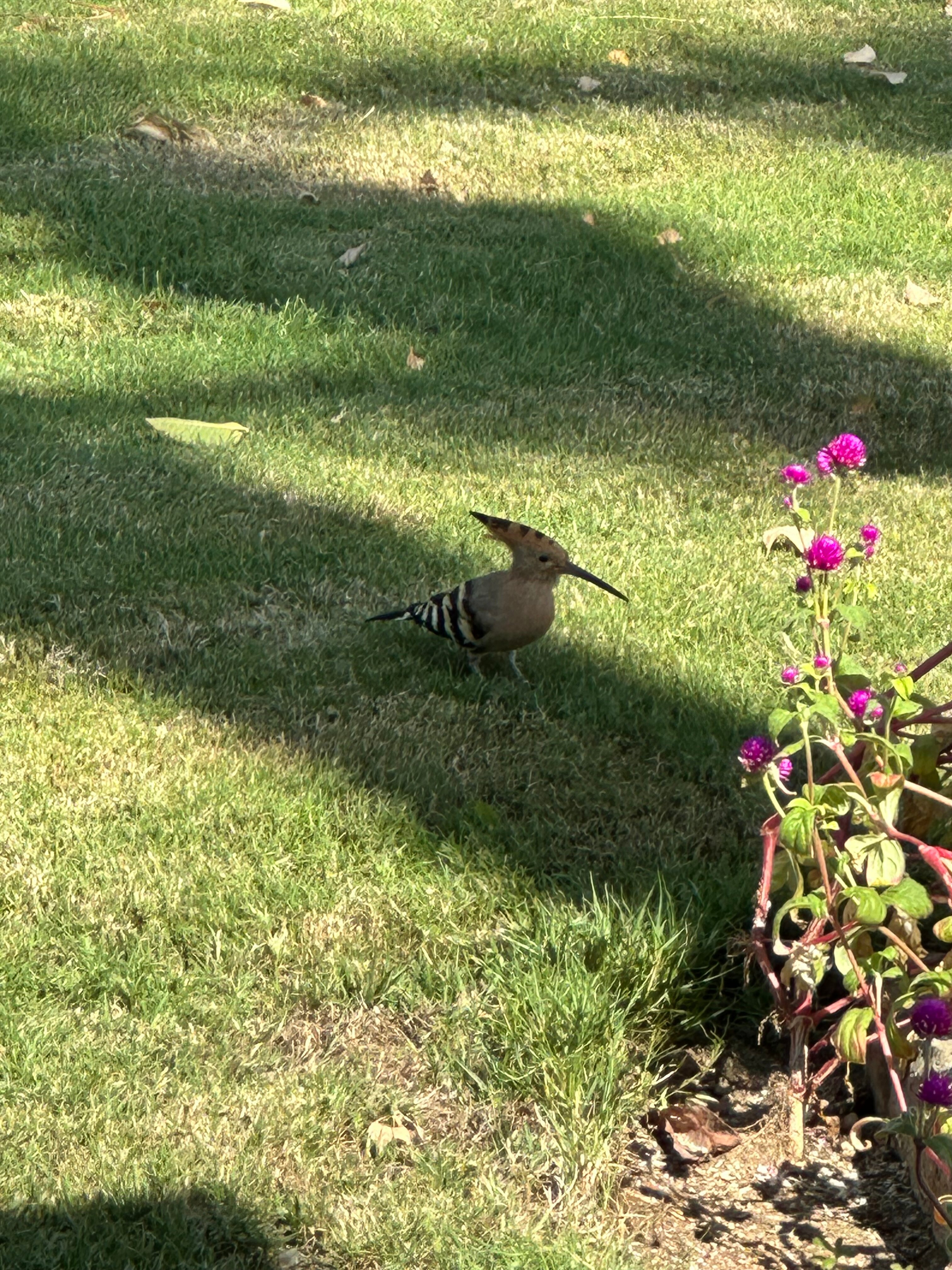 Фото Sharm Grand Plaza