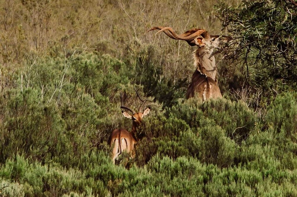 Фото Wildehondekloof