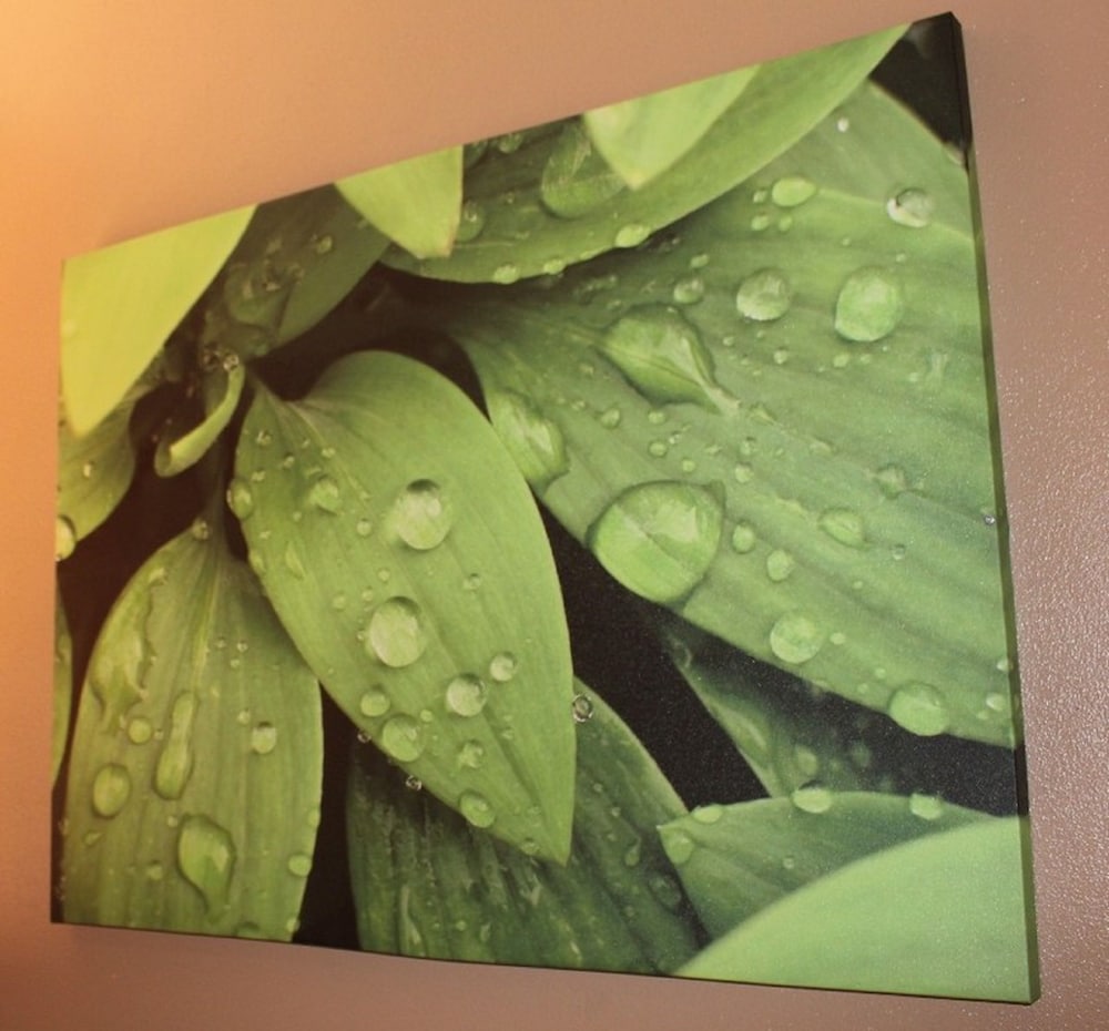 Фото Bohemia Resort Cairns