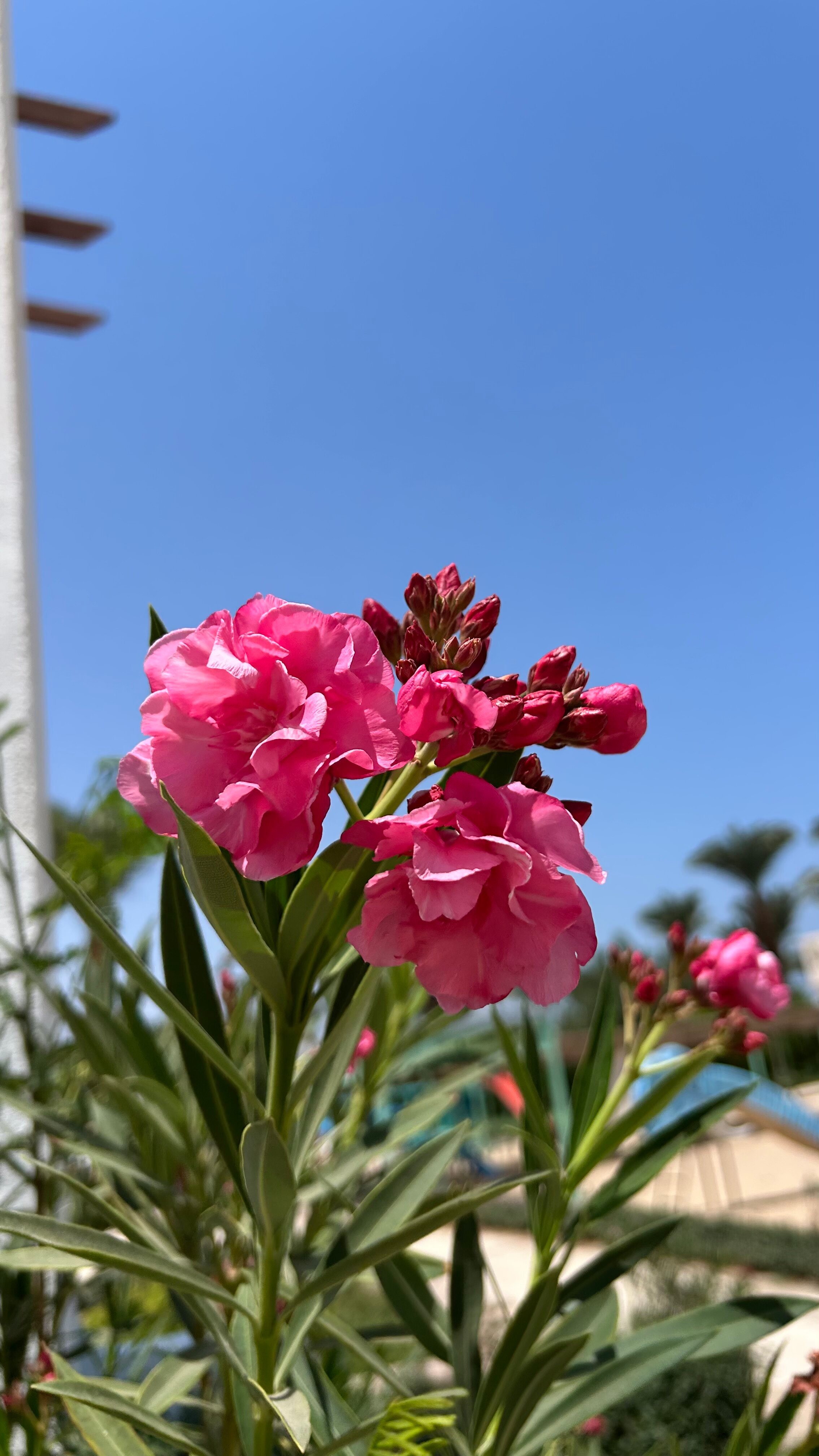 Фото Менавиль Резорт