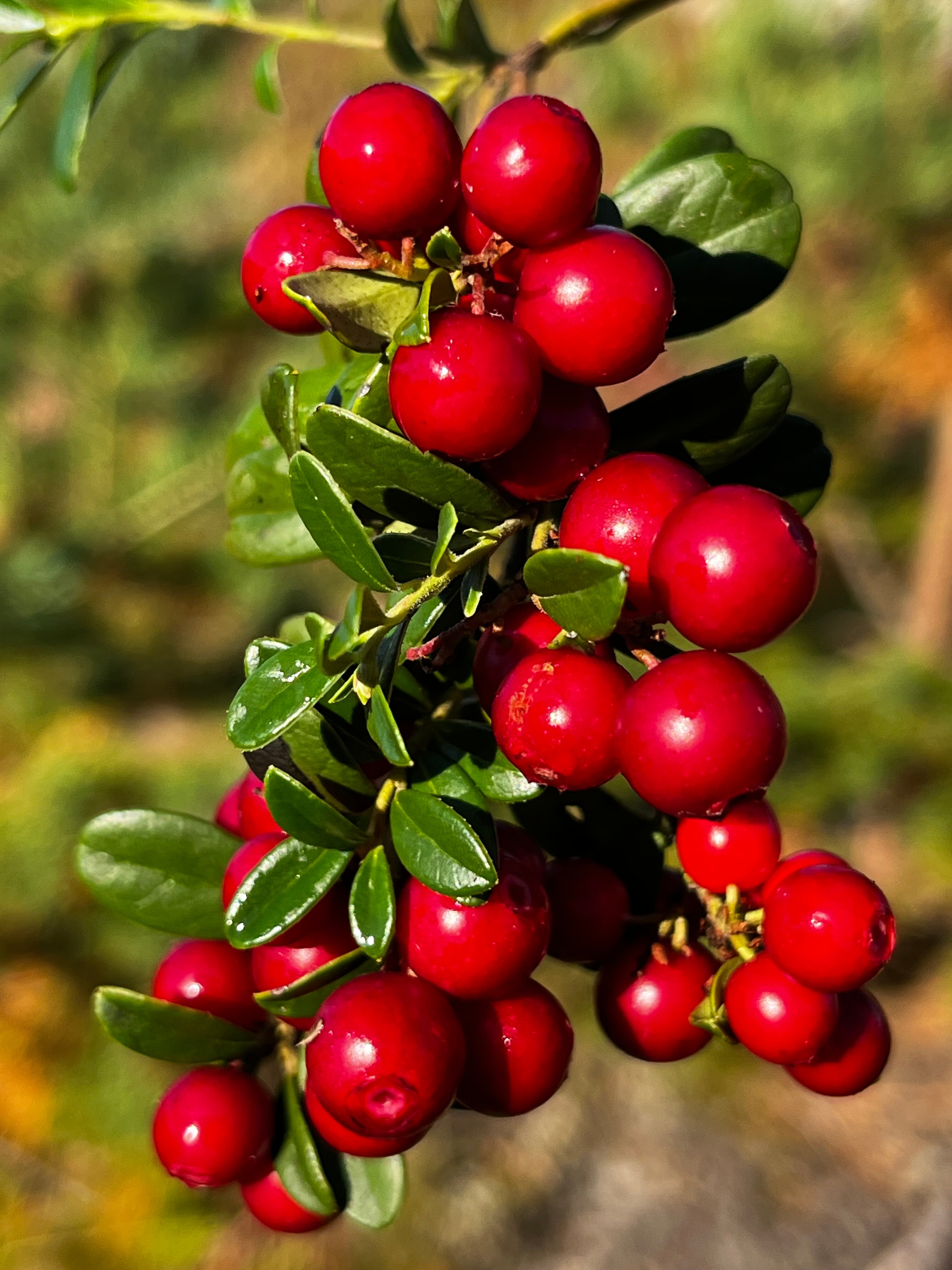 Фото Вегарус