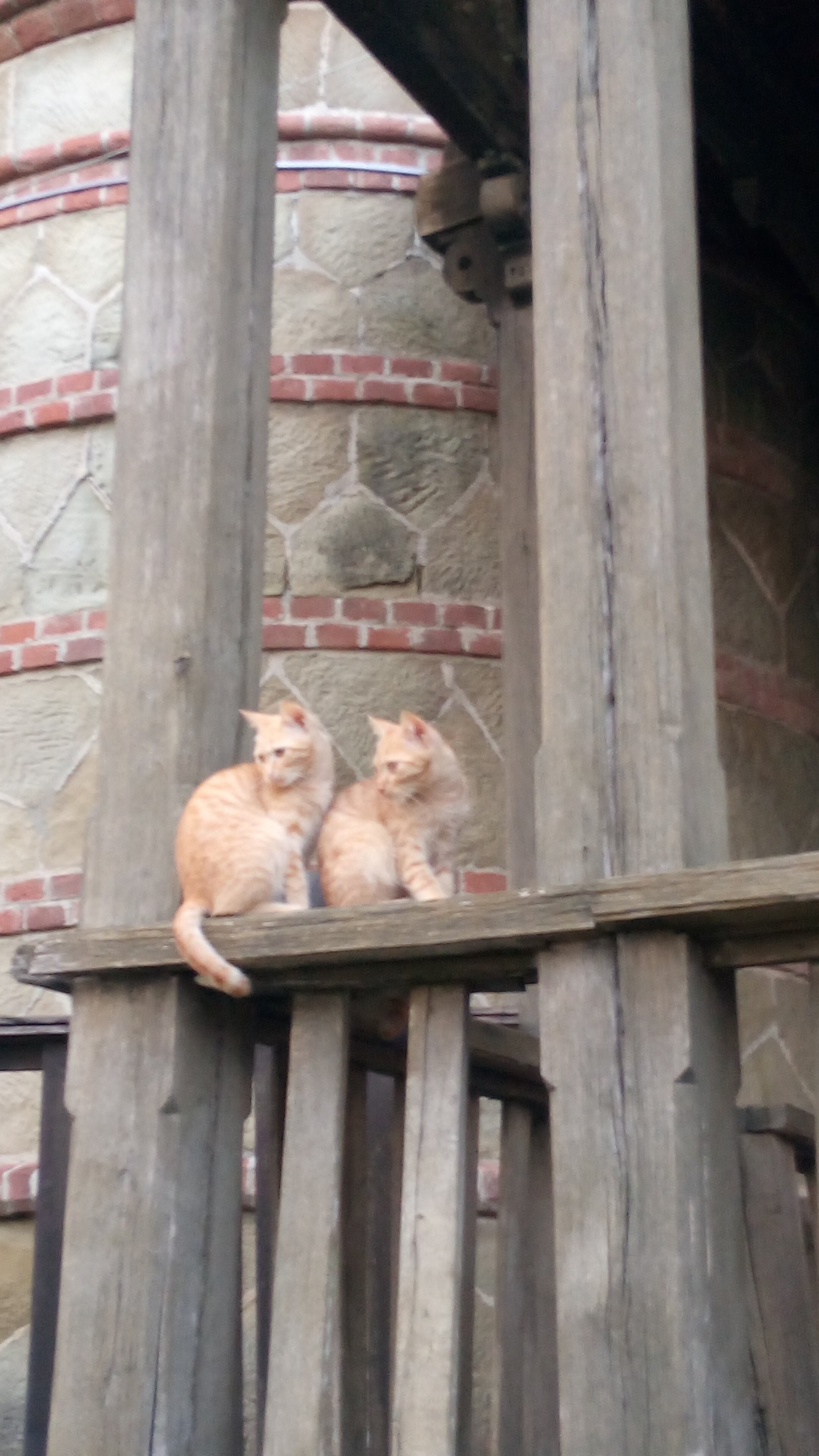 Фото Shepsi Family Club