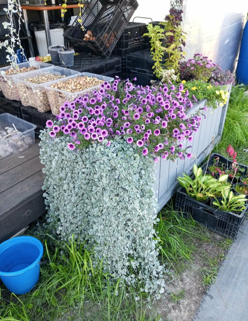 Sera ve bahçe ürünleri ЗеленыйОстров, Tulskaya oblastı, foto