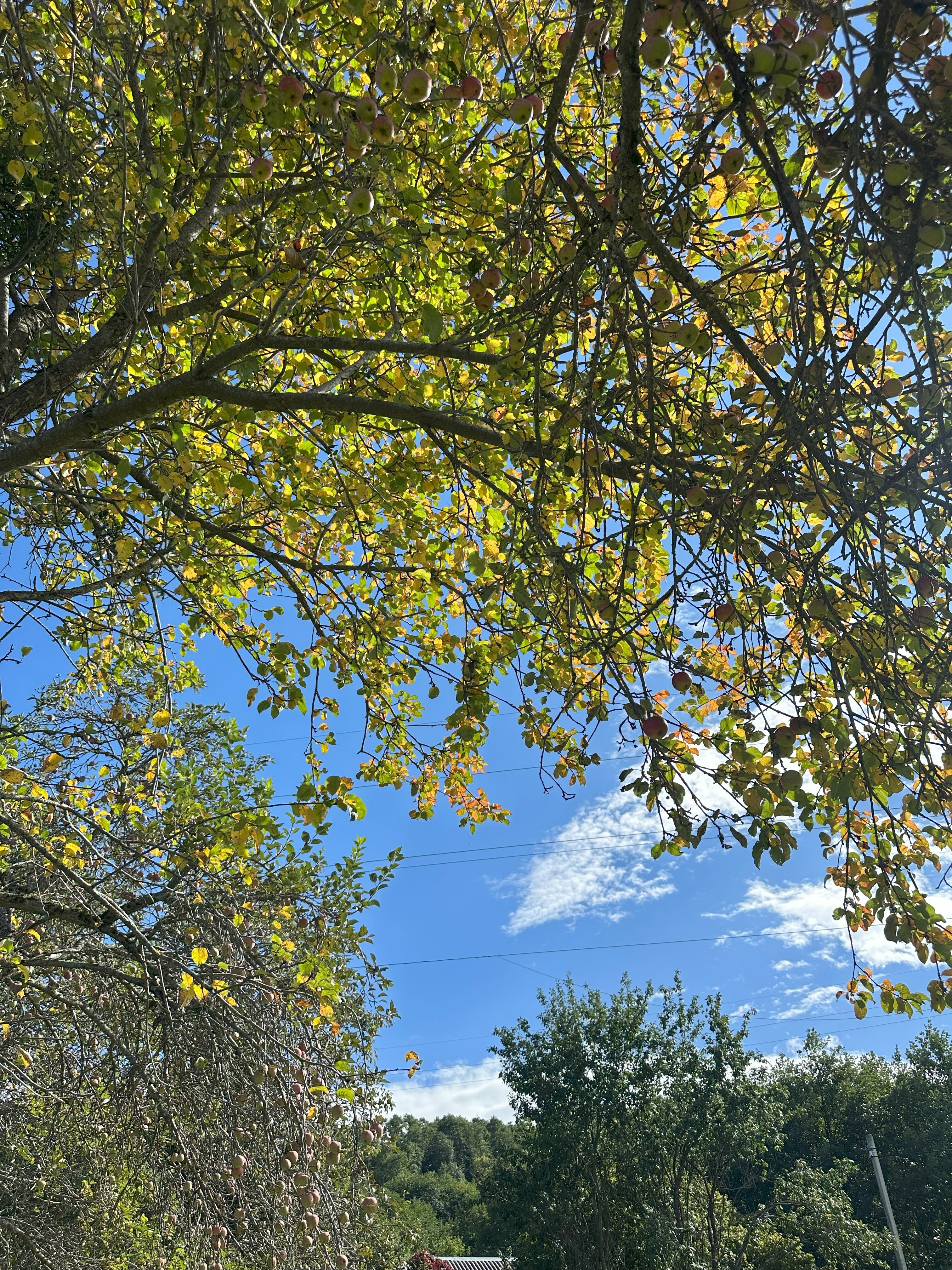 Фото Лесной дом