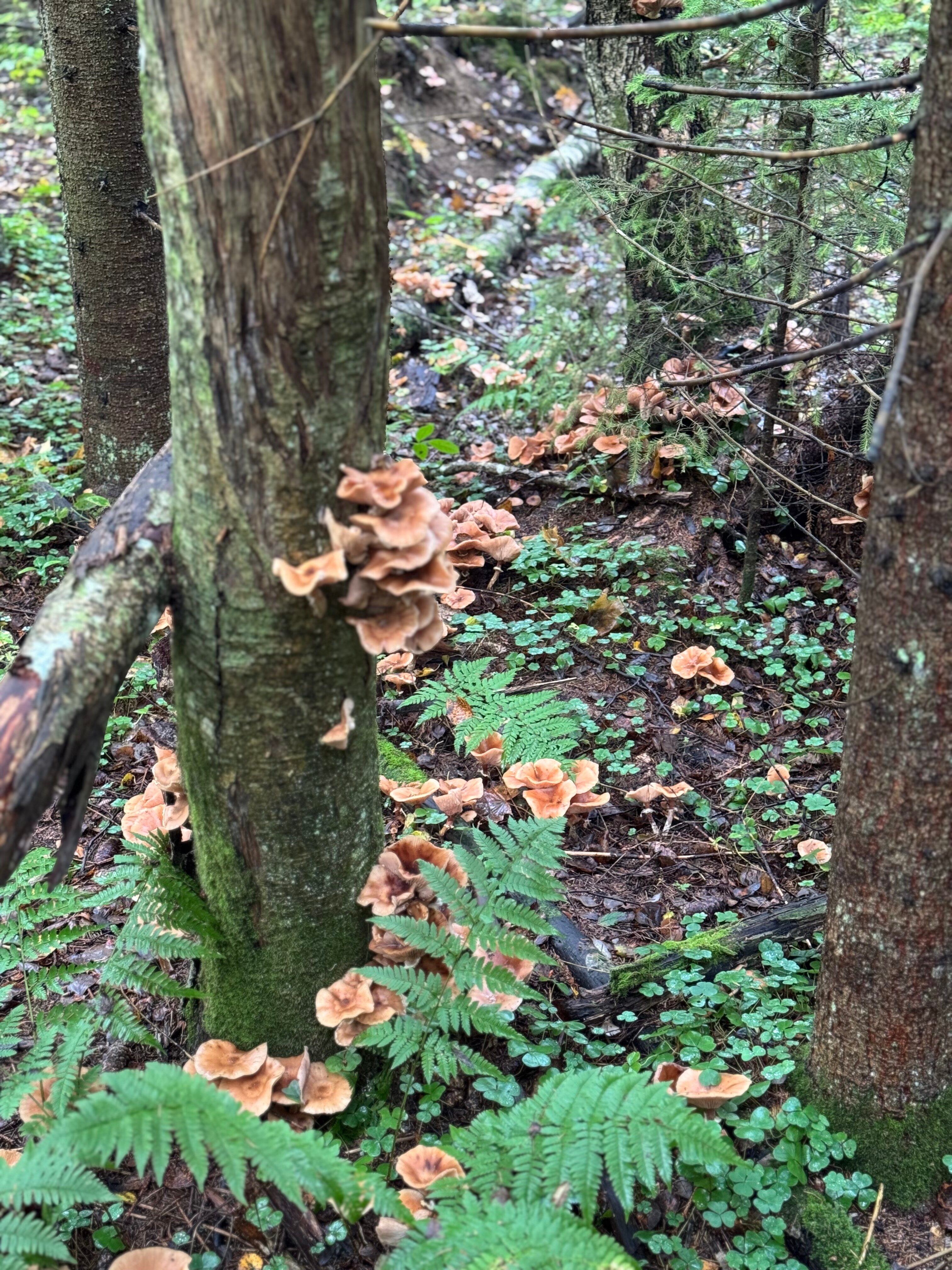 Фото Лес и Гора