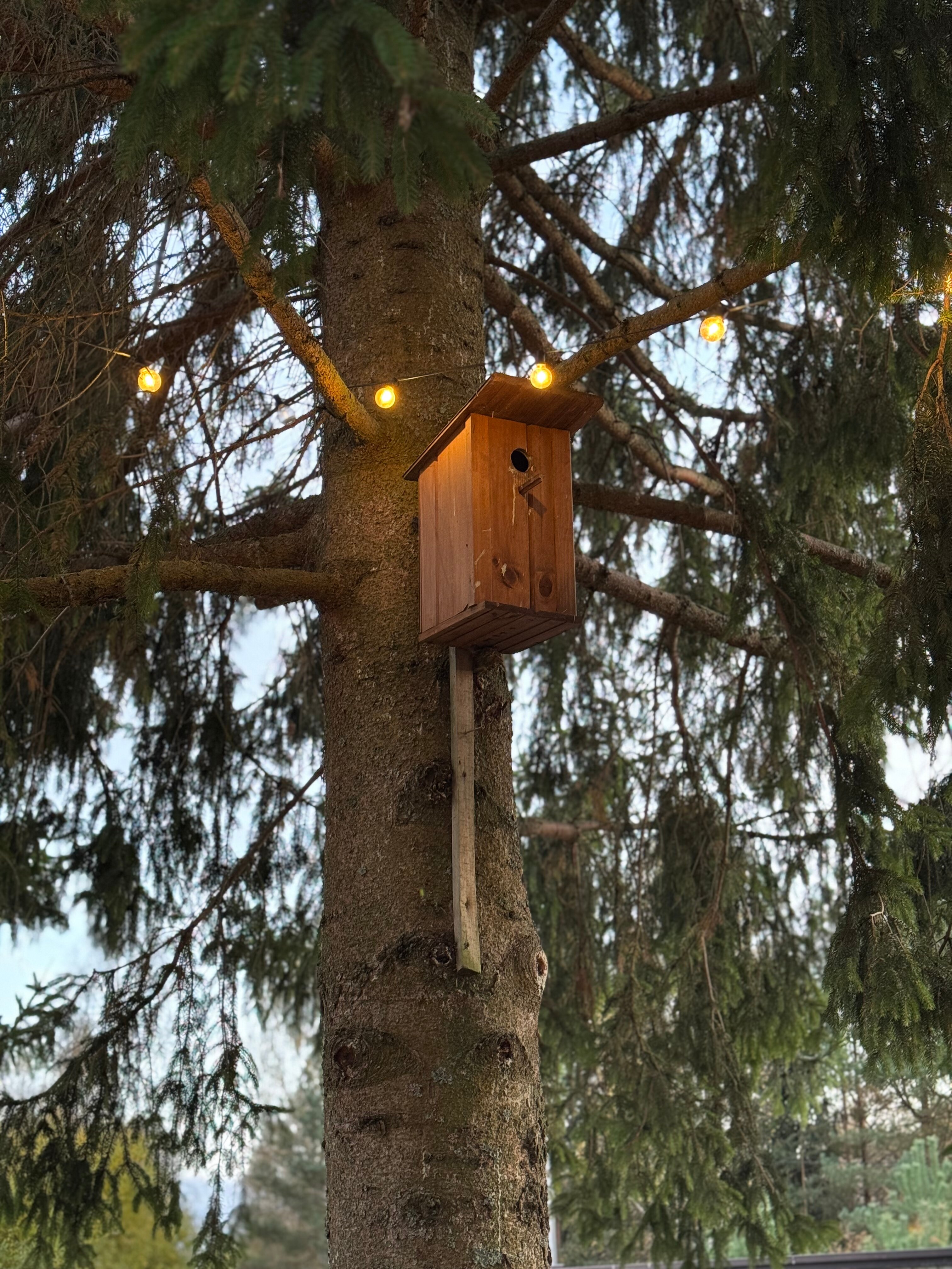 Фото Пенеснарь Home