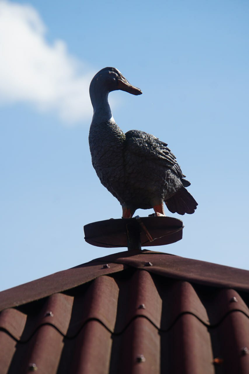 Фото Серый гусь