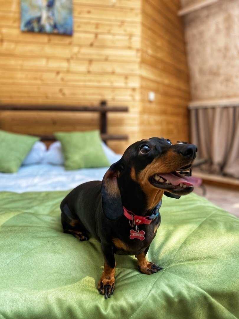 Фото Клевер