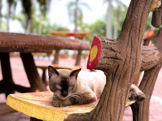 Фото Oyo 1236 Hotel Green Park