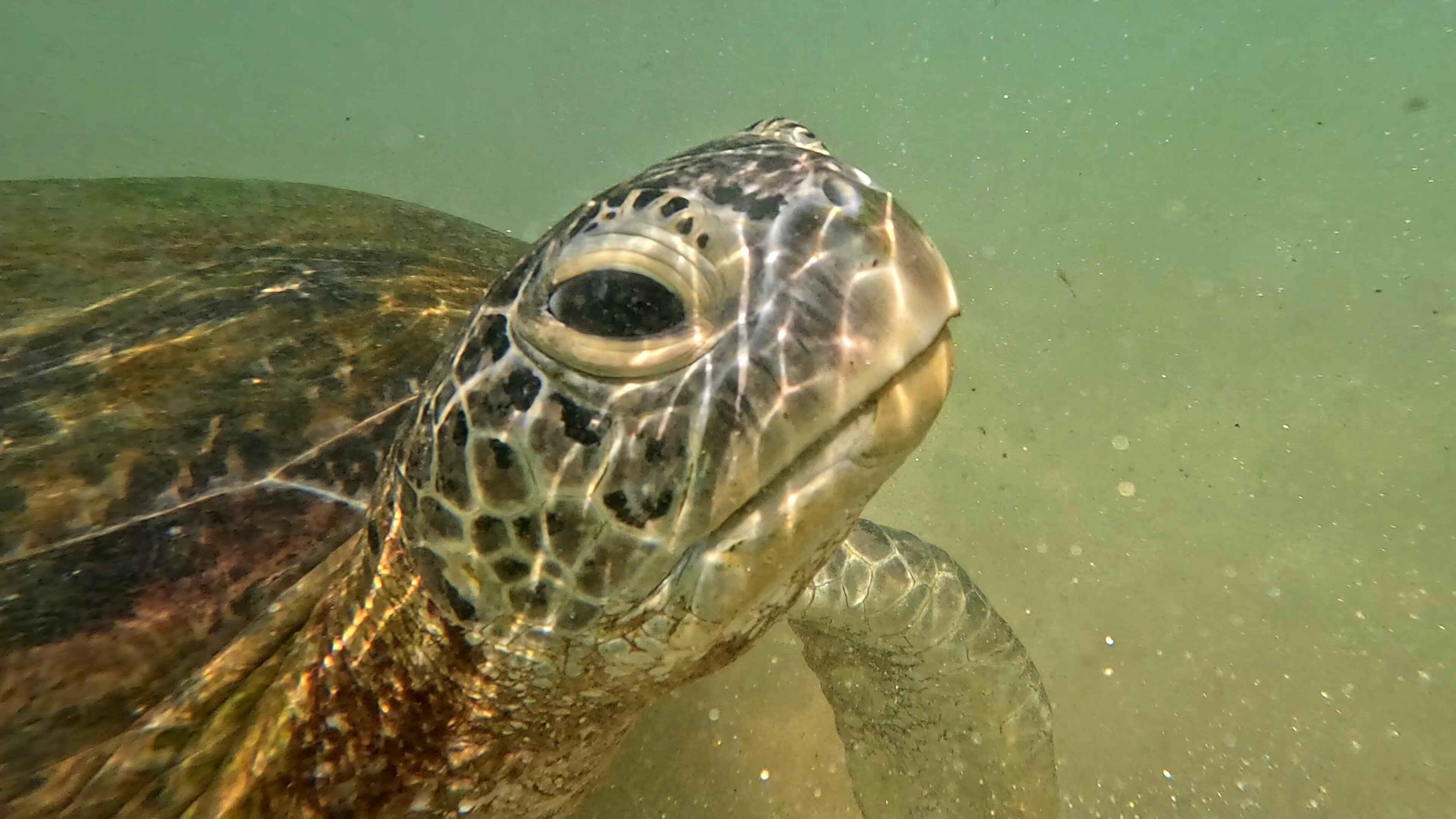 Фото Hikka Tranz by Cinnamon