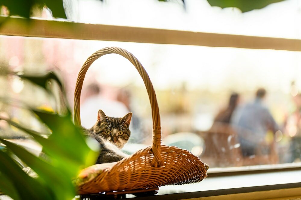 Фото Pension Homeland