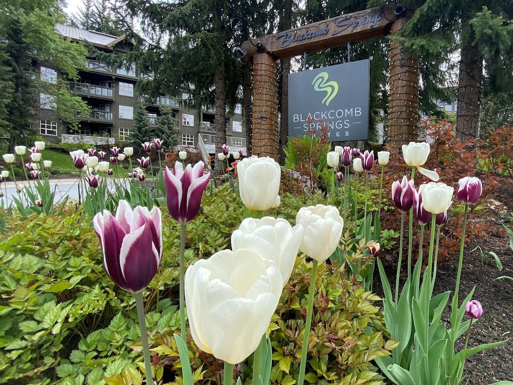 Фото Blackcomb Springs Suites by Clique