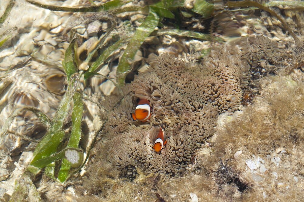 Фото Rizzan Sea Park Hotel Tancha Bay