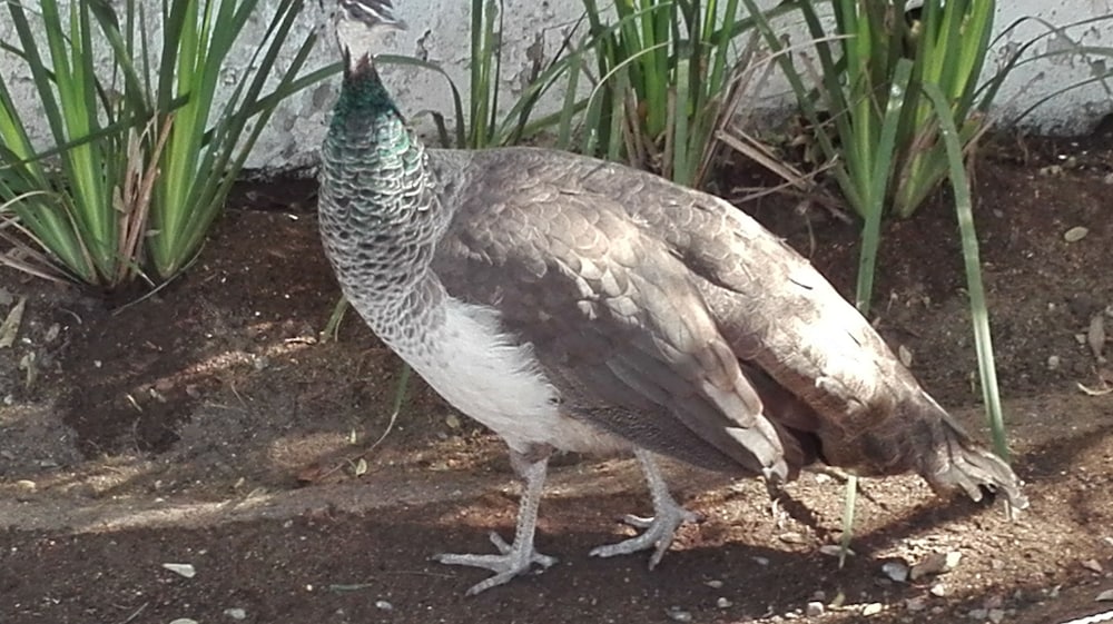 Фото Villa VIA - Midrand