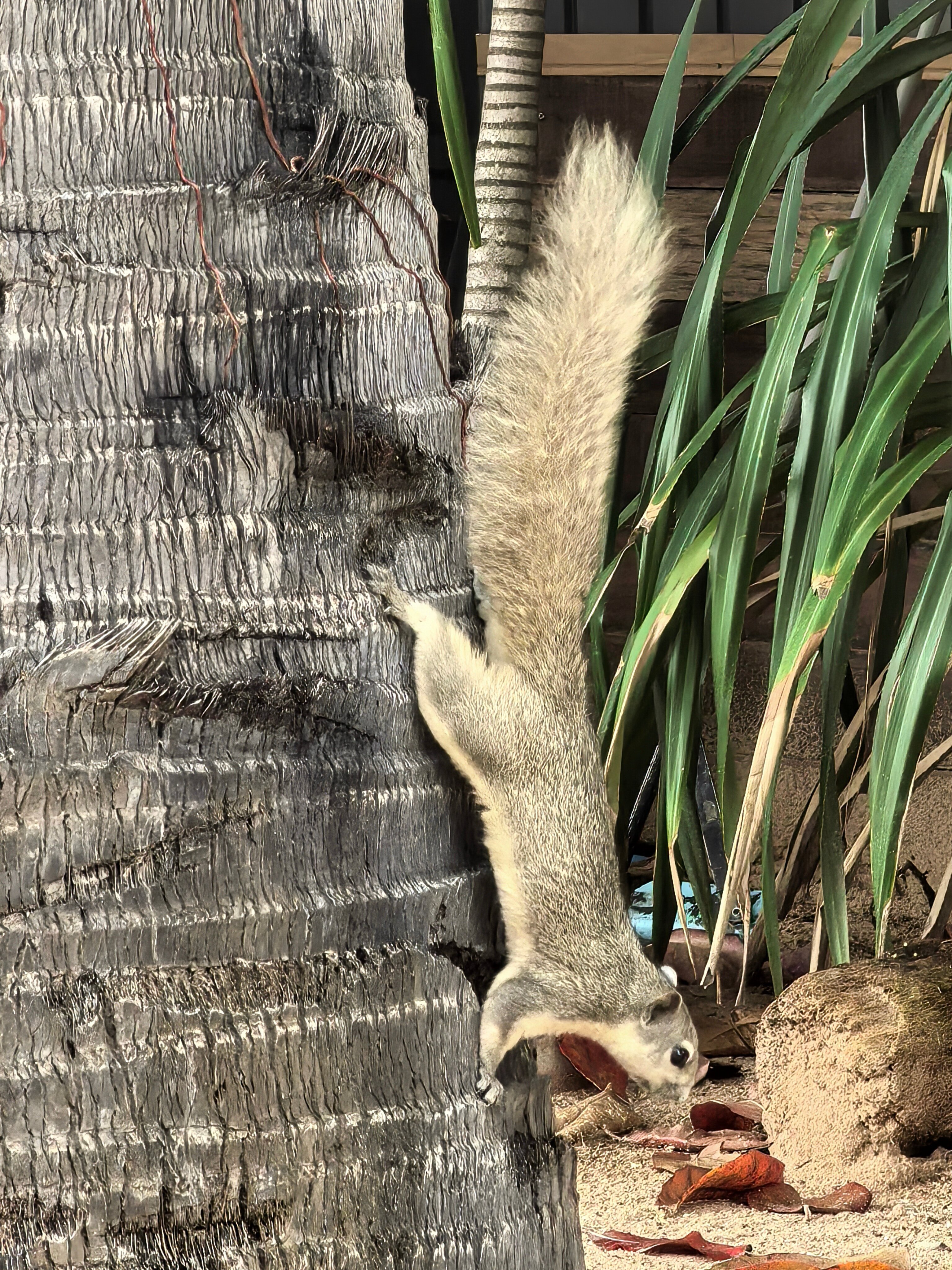 Фото Ravindra Beach Resort & SPA